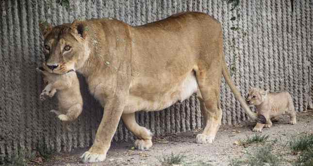 Danish zoo had a choice not to kill the four lions | Daily Sabah
