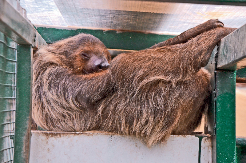 Newly arrived sloths in Turkey gain attention by visitors | Daily Sabah
