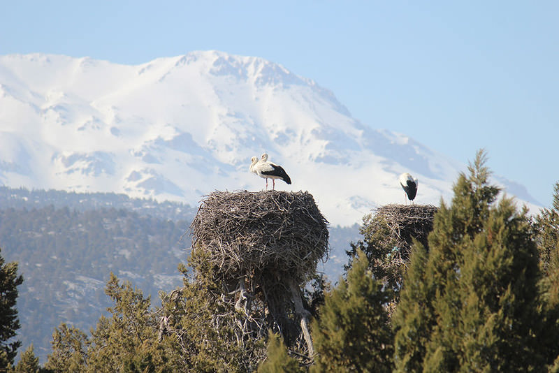 Storks near Lake Beysehir, central Turkey  AA Photo