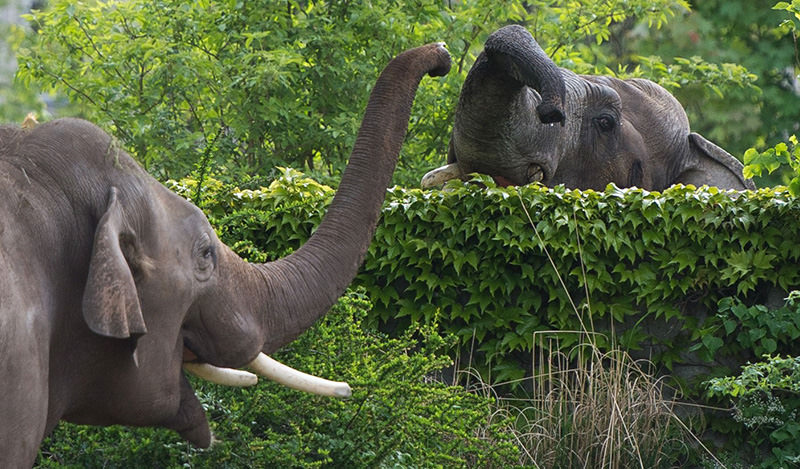 Elephant Voi Nam (L) is greeted by fellow Naing Thein at the zoo in Leipzig, eastern Germany, on May 8, 2015 (AFP Photo) 