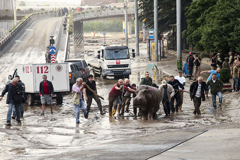 People help a hippopotamus escape from a flooded zoo in Tbilisi, Georgia, Sunday, June 14, 2015 (AP Photo)