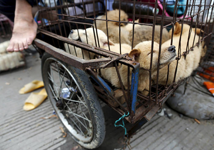 Dogs for sale are kept in a cage in Dashichang dog market on the day of local dog meat festival in Yulin, Guangxi Autonomous Region, June 22, 2015 (Reuters Photo)