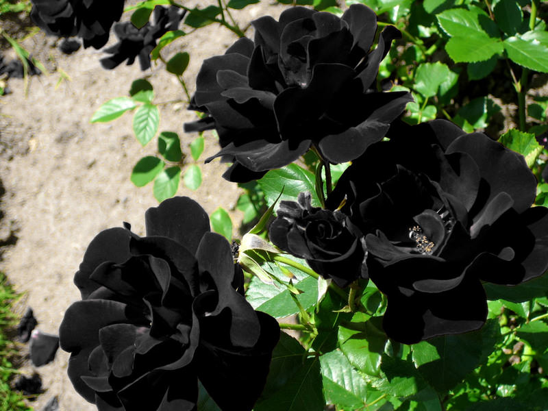 Halfeti's Black Rose