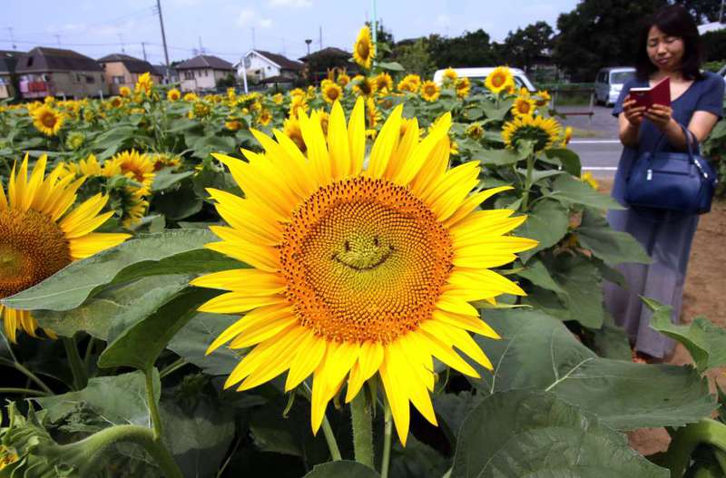 A general view shows a ,smiling, sunflower in a field in Tokyo. Some 20,000 sunflowers were enjoyed by visitors to the area.