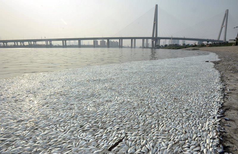Dead fish are seen on the banks of Haihe river at Binhai new district in Tianjin, China, August 20, 2015. (REUTERS Photo)