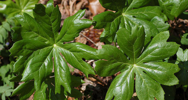 Scientists transfer medicinal properties from one plant to another ...