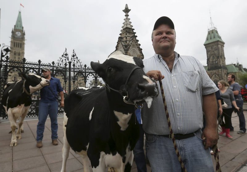 Dairy farmers stand with their cows during a protest against the Trans-Pacific Partnership trade agreement in front of Parliament Hill in Ottawa, Canada on Tuesday. 