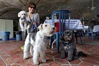 In this May 19, 2015 file photo, Michelle Vargas, with, from left, 8-year-old Bichon Frise-Poodle mix, 11-year-old Terrier , and 10-year-old Shih Tzu-Poodle mix , visit a cafe in New York. (AP Photo)