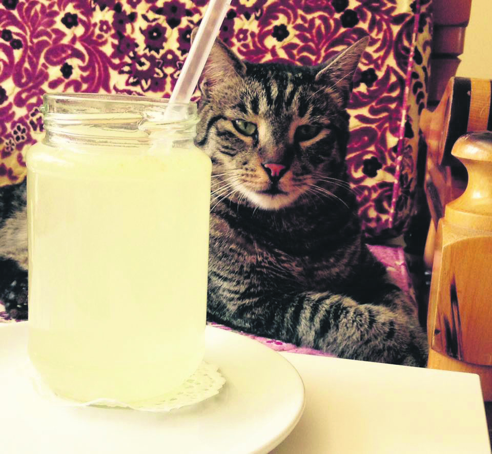 Eşkişehir Cat Cafe