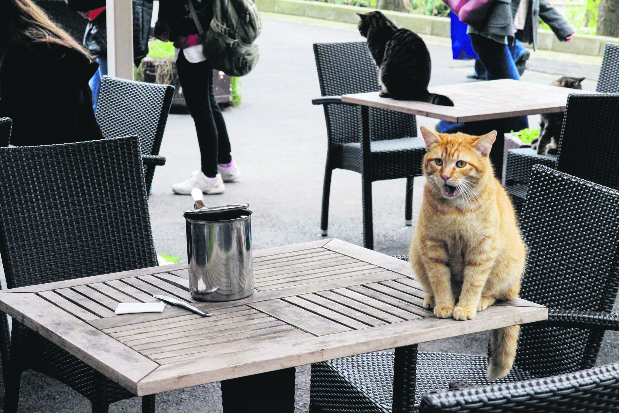 Public cat. Город кошек. Турецкие кошки уличные. Коты в Стамбуле. Стамбул город кошек.