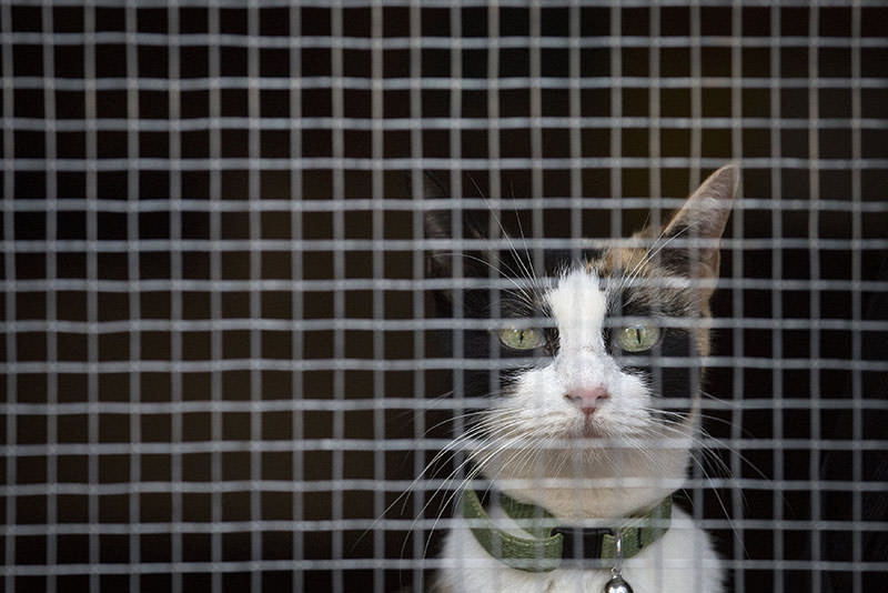 A cat is pictured in a cage at The Cat's Meow, a so-called cat cafe, in the Brooklyn borough of New York, September 19, 2015 (Reuters photo)
