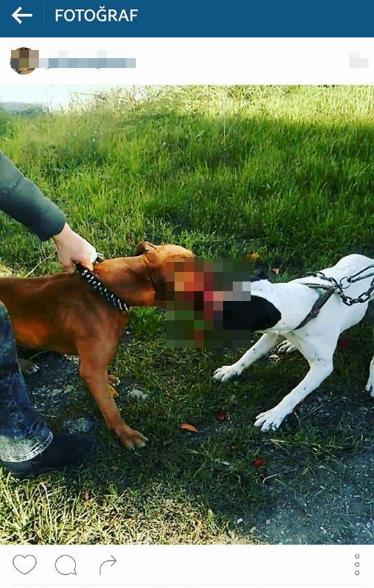 Image posted by G.S. on Instagram shows her dog (R) attacking to another dog.