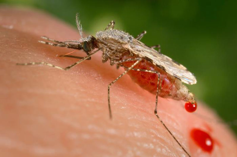 Photo shows a feeding female Anopheles stephensi mosquito crouching forward and downward on her forelegs on a human skin surface. (AP Photo)