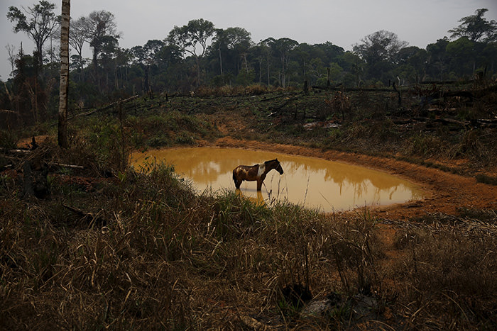 A horse stands by a lake in Rio Pardo next to Bom Futuro National Forest, in the district of Porto Velho, Rondonia State, Brazil, September 1, 2015 (Reuters Photo)
