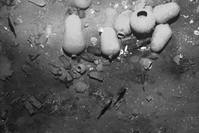 This undated handout picture shows the remains of the Spanish galleon San Jose sunk off the Caribbean coast, Colombia. (AFP Photo)