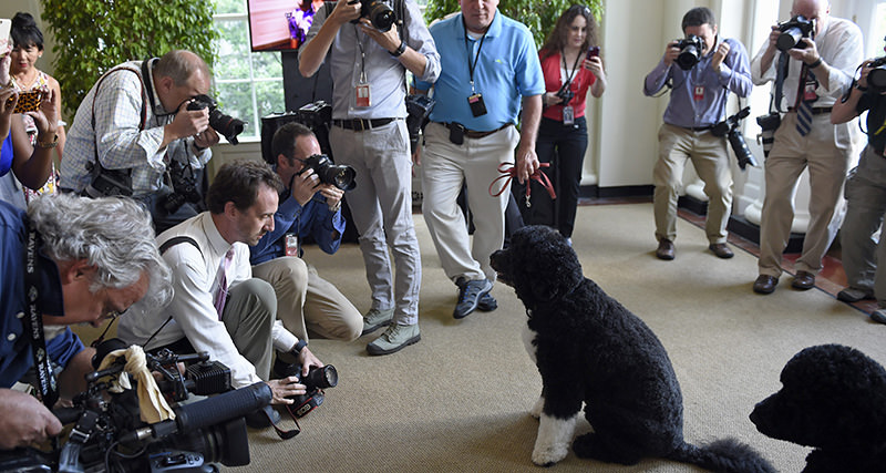 Journalists take photos of first dog Bo while at the White House in Washington (AP Photo)