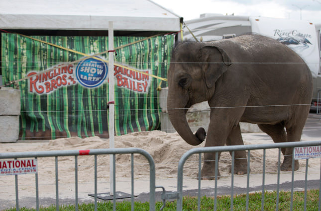 Friday, Jan. 8, 2016 photo of a young Asian elephant named April belonging to Ringling Bros. and Barnum & Bailey Circus, plays in the sand in her enclosure outside the American Airlines Arena in Miami. | AP Photo