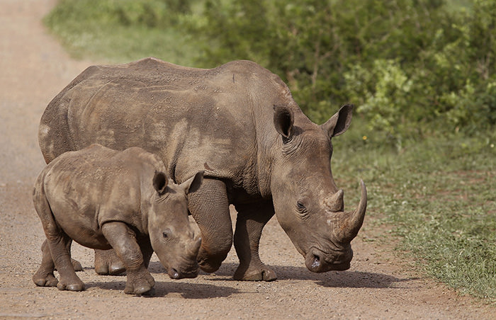 hinos walk in the Hluhluwe game reserve South Africa (AP Photo)