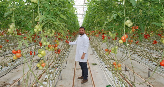 Computerized greenhouse farming puts the future on your plate - Daily Sabah