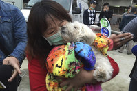 A rescued pet Maltese dog named Le Le, 7 years old, held by a relative of the owner after being rescued from collapsed building complex in Taiwan, Feb. 10, 2016 (AP)