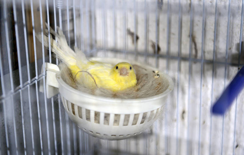 canary bird breeding