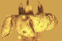 The flower, Strychnos electri, encased in amber, is shown in this handout photo provided by George Poinar of Oregon State University February 15, 2016 (Reuters Photo)