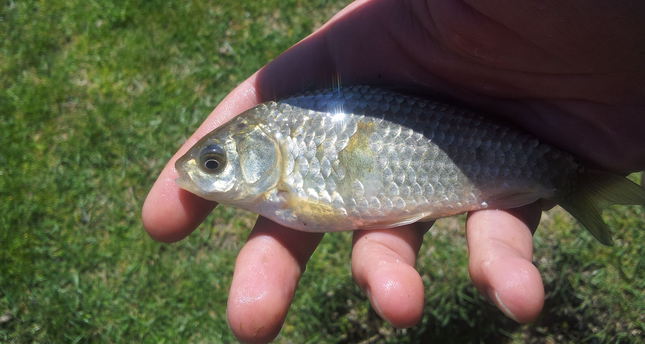 Critically endangered Anatolian pearl fish under protection - Daily Sabah