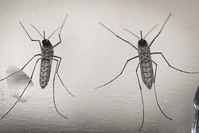 A photo made available 15 February 2016 dated shows a mosquito 'Aedes aegypti', that transmit the Zika virus. (EPA Photo)