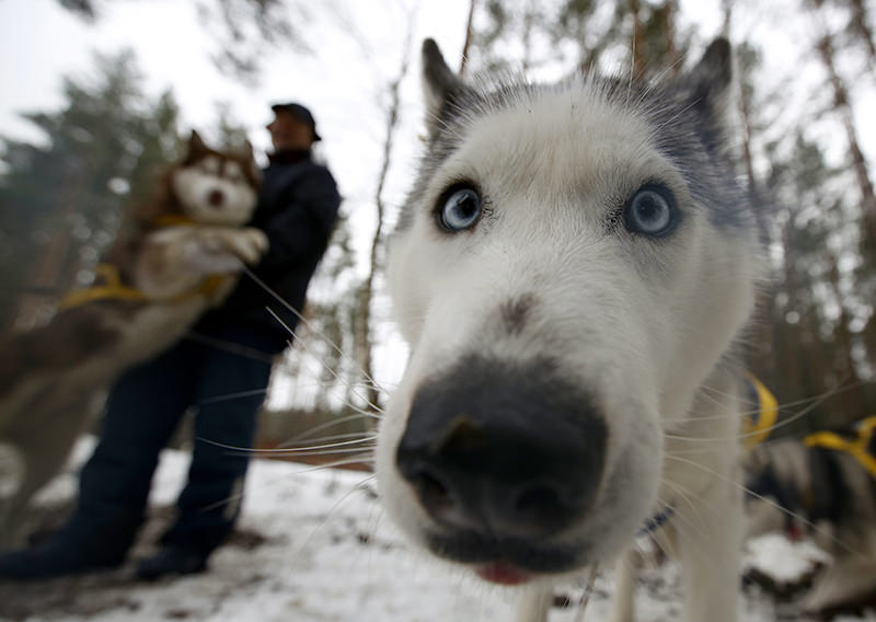 A Husky dog looks curious as another dog plays with its 'musher' - a dog sled driver - prior to one of the competitions of a dog sled race called 'The North Dogs'. (EPA Photo)
