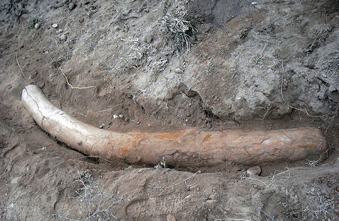 University of Punjab shows a stegodon tusk at the discovery site at Padri village in Jhelum district. (AFP Photo)