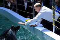 Vladimir Putin touches a dolphin in a Russian dolphinarium.  (AFP Photo)