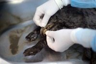 A scientist performs an autopsy of the remains of a puppy, which died 12,460 years ago and was discovered in Russia's northern Yakutia. (AFP Photo)