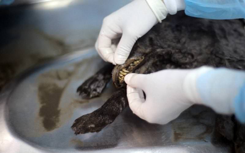 A scientist performs an autopsy of the remains of a puppy, which died 12,460 years ago and was discovered in Russia's northern Yakutia. (AFP Photo)