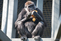 A gorilla named Susie eats a pumpkin in her enclosure at the Columbus Zoo and Aquarium in Powell, Ohio in this October 25, 2014 handout photo provided by the Columbus Zoo on March 31, 2016 (Reuters Photo)