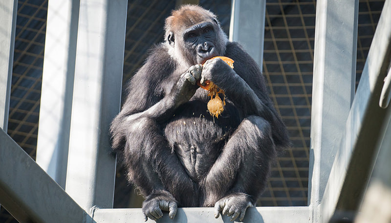 A gorilla named Susie eats a pumpkin in her enclosure at the Columbus Zoo and Aquarium in Powell, Ohio in this October 25, 2014 handout photo provided by the Columbus Zoo on March 31, 2016 (Reuters Photo)