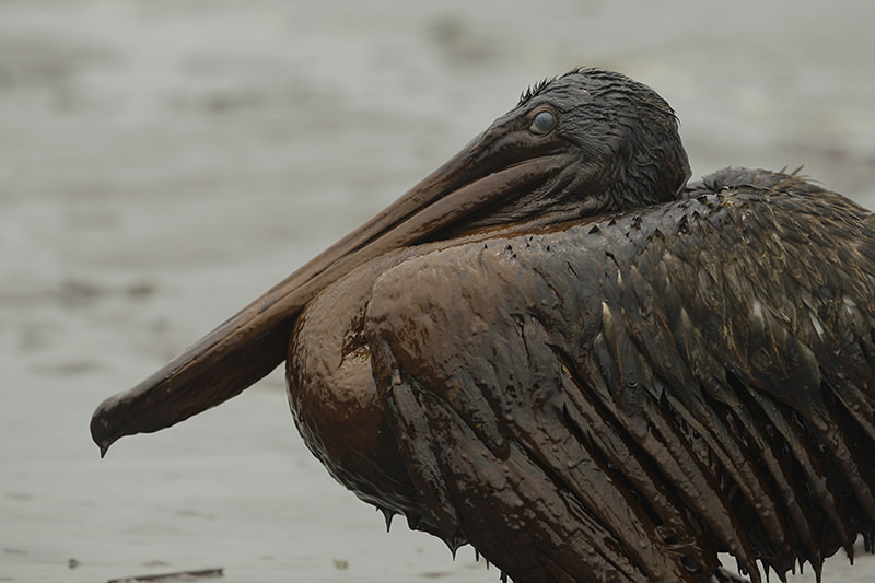 In this June 3, 2010, file photo, a Brown Pelican sits on the beach on the Louisiana coast after being drenched in oil from the BP Deepwater Horizon oil spill. (AP Photo)