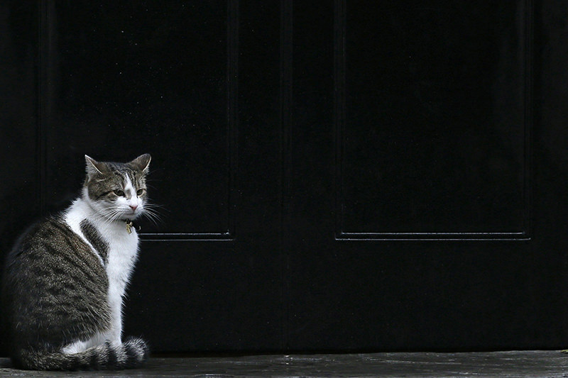 10 Downing Street cat Larry (AP Photo)