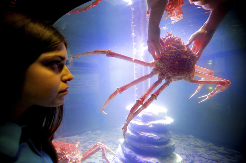 Giant Japanese spider crab at Istanbul aquarium Daily Sabah