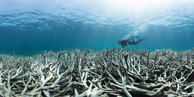 Australia's iconic Great Barrier Reef is suffering its worst coral bleaching ever recorded with 93 percent impacted, scientists said on April 20, 2016. (AFP Photo)
