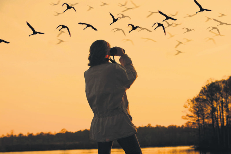 Birds of Manas, Birds Watching in Manas