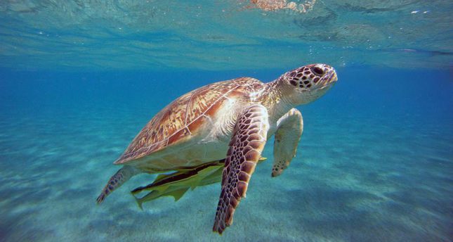 Loggerhead sea turtles begin to lay at İztuzu beach in