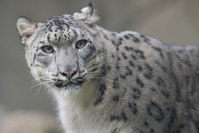 Sarani, a female snow leopard, explores her habitat before her four-month-old cubs were introduced to the public at the Brookfield Zoo on October 7, 2015 in Brookfield, Illinois (AFP Photo)