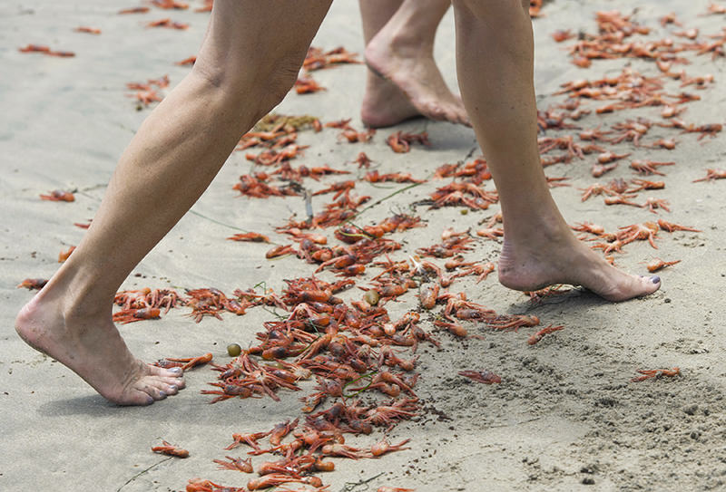Sylvie Bergeron, of San Diego and her sister Line Bergeron, of Quebec, walk over tuna crabs that washed up onto the beach at Shaw's Cove in Laguna Beach, Calif. Friday, May 13, 2016 (AP Photo)