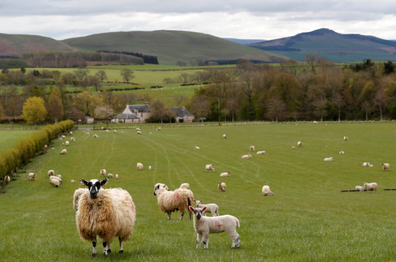 Sluts in Farm