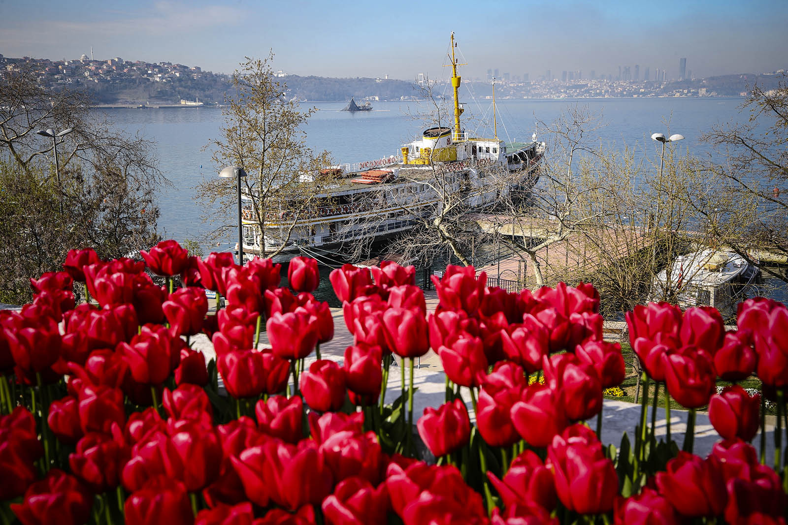 Стамбул весной. Султанахмет Стамбул тюльпаны. Фестиваль тюльпанов в Стамбуле. Цветение тюльпанов в Стамбуле. Весенний фестиваль тюльпанов в Стамбуле.