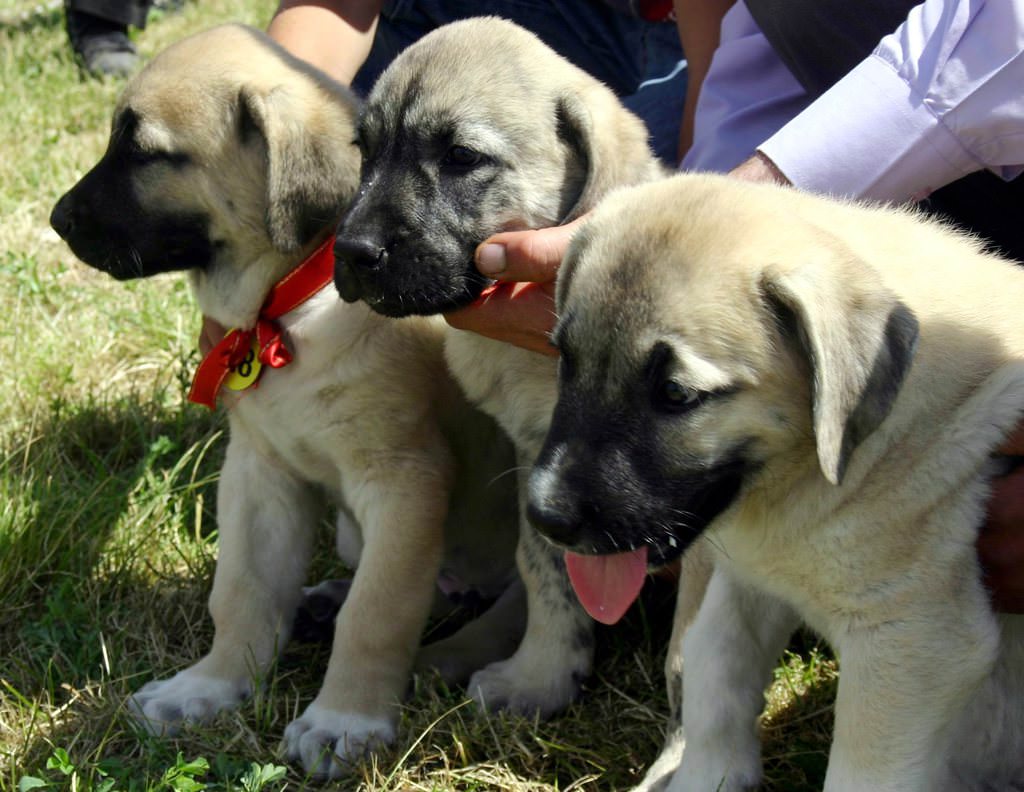 Dog breeds indigenous to Turkey Photo 1/13 DS Gallery Life