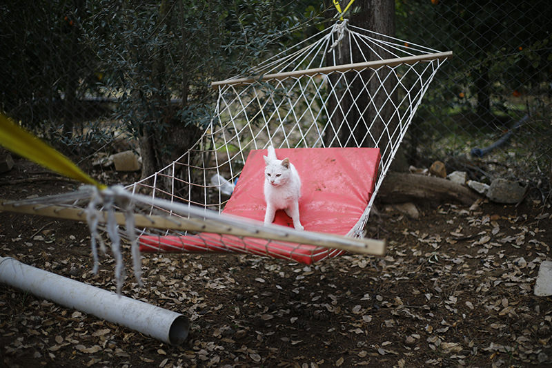 Welcome to purradise: Cat village in Antalya welcomes strays with playgrounds and villas