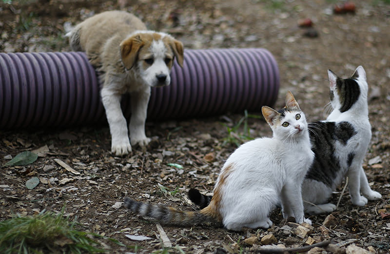 Welcome to purradise: Cat village in Antalya welcomes strays with playgrounds and villas