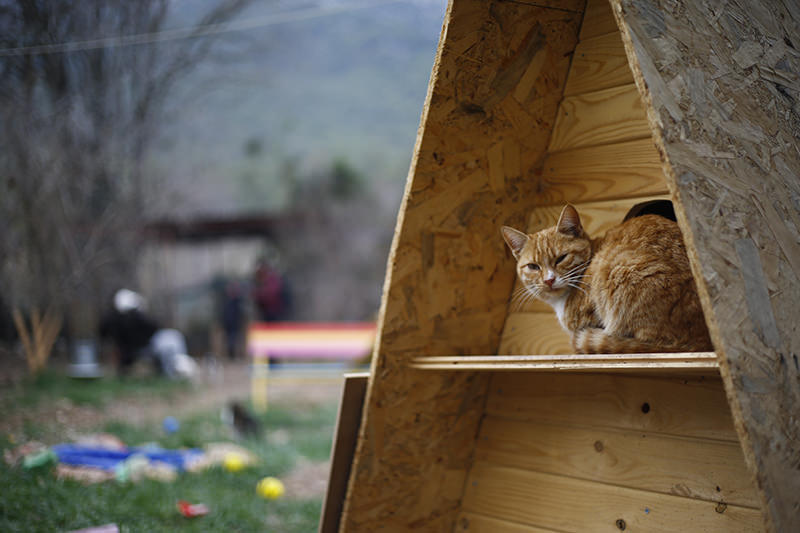 Welcome to purradise: Cat village in Antalya welcomes strays with playgrounds and villas