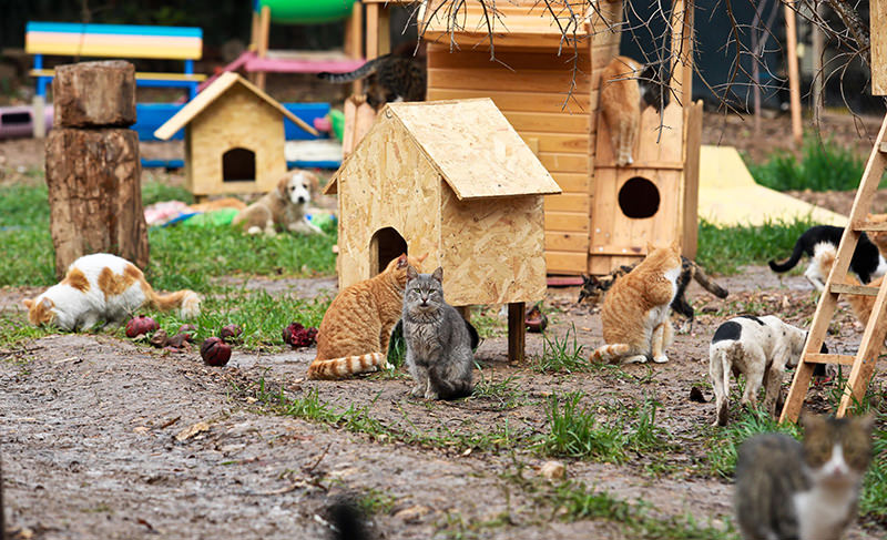 Welcome to purradise: Cat village in Antalya welcomes strays with playgrounds and villas